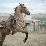 The Mustang Laure de Clermont-Tonnerre