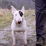 Dogs American beauty Project Greenlight