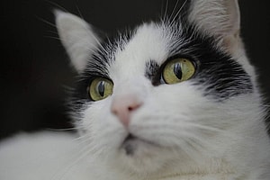 Sarasota Film Festival SHEDDING