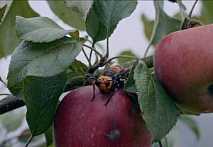 Attack of the Murder Hornets: That Time a Deadly Bug Made a Beeline for the Director