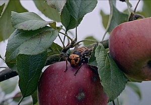 Attack of the Murder Hornets: That Time a Deadly Bug Made a Beeline for the Director