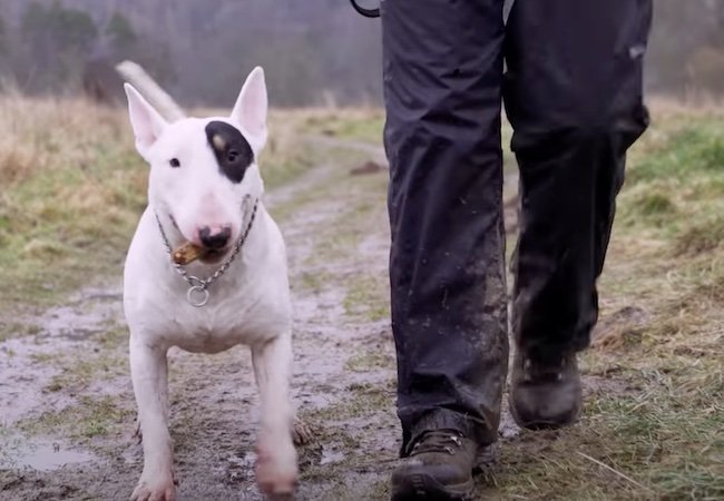 Dogs American beauty Project Greenlight