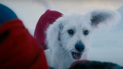 Krypto Superman's Dog
