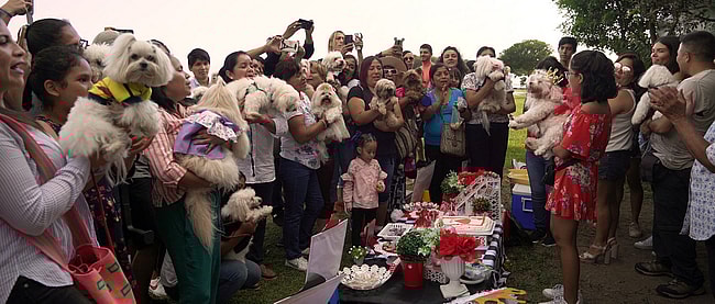 We Don't Deserve Dogs