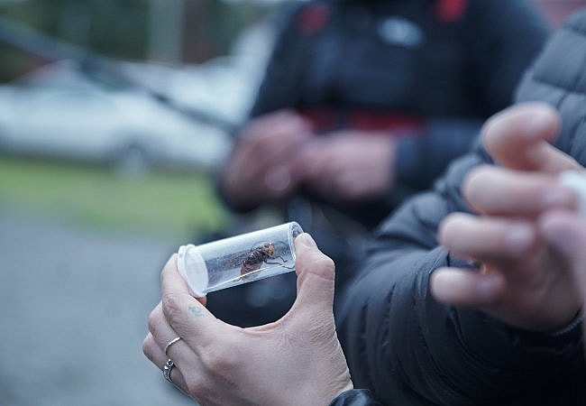 Attack of the Murder Hornets: That Time a Deadly Bug Made a Beeline for the Director