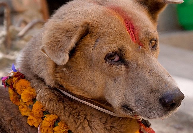 We Don't Deserve Dogs