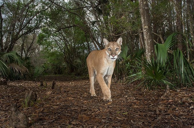 path of the panther impact producing