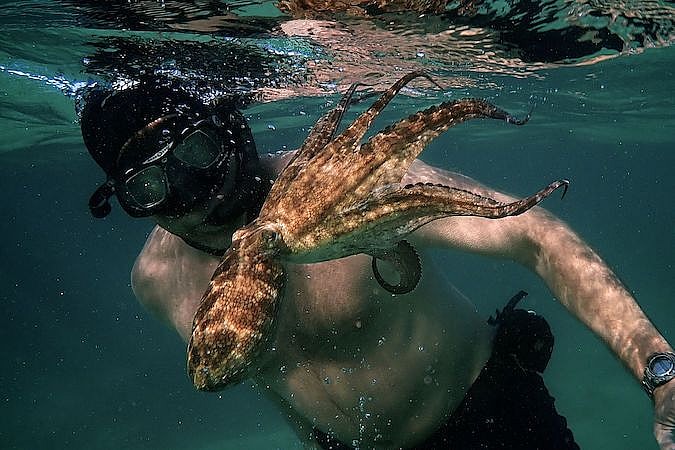 Film Festival My Octopus Teacher EarthxFilm