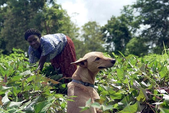 We Don't Deserve Dogs