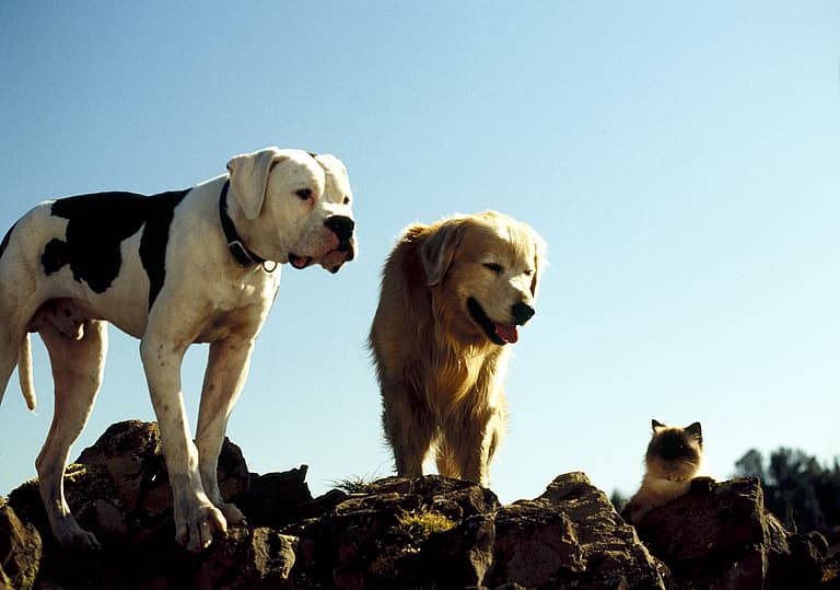 Talking Dog Movies