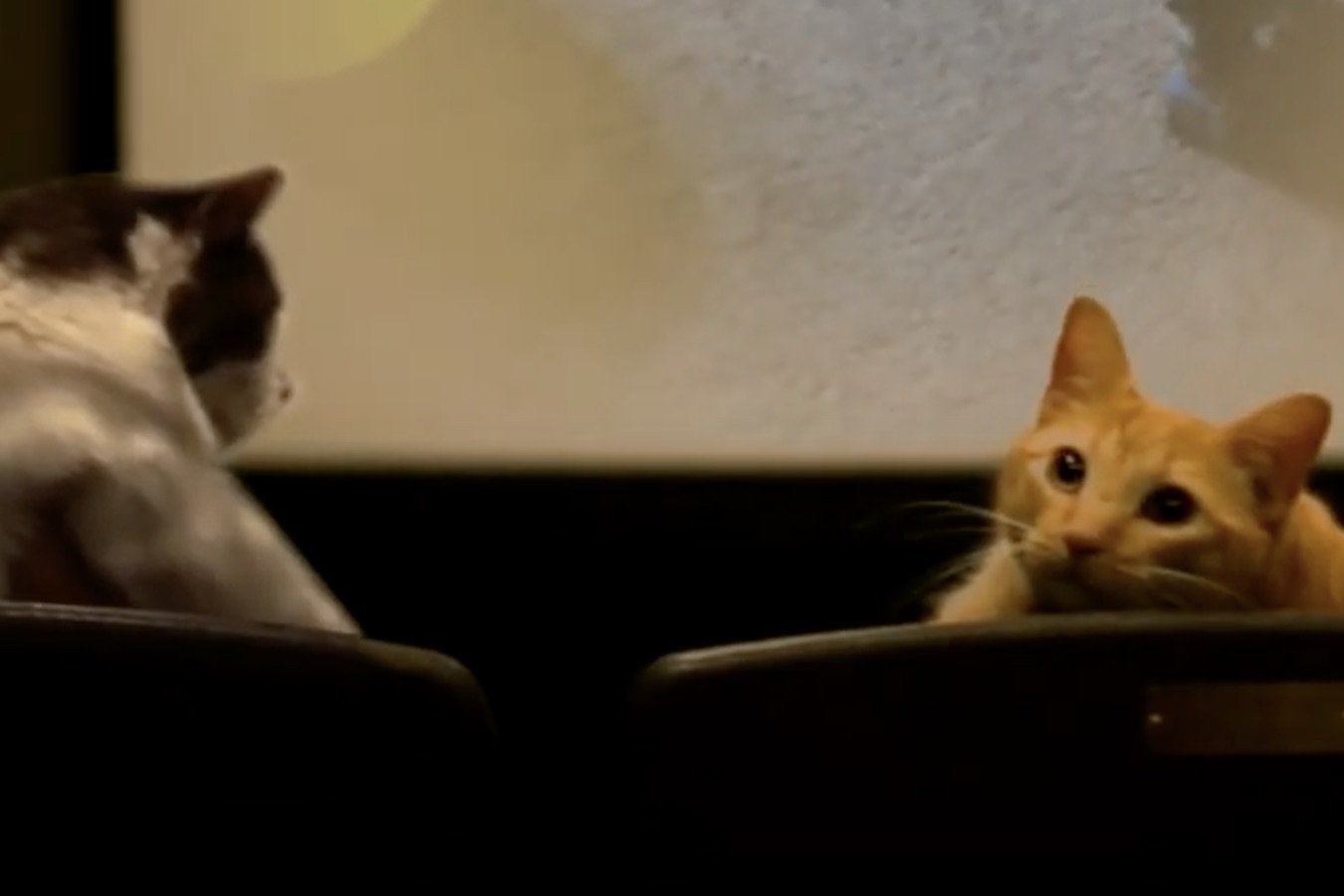 Quarantine Cat Film Festival Comes to Aid of Local Theaters