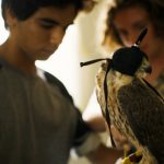 the falconer falcon scad