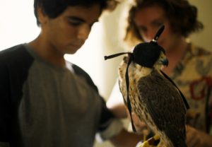 the falconer falcon scad