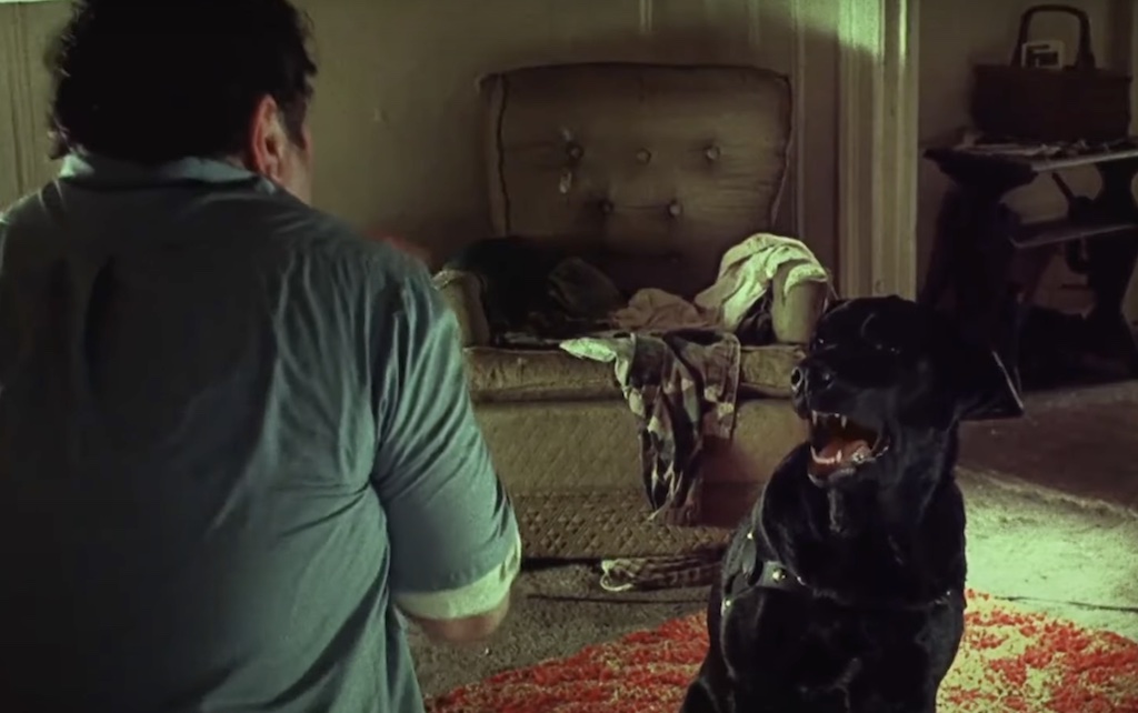 Behold the 12 Best Talking Dog Movies of All Time