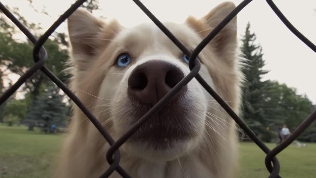 Behold the 12 Best Talking Dog Movies of All Time